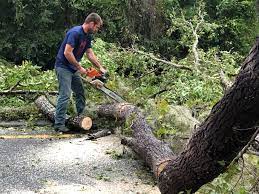 Best Arborist Consultation Services  in Littleton, CO