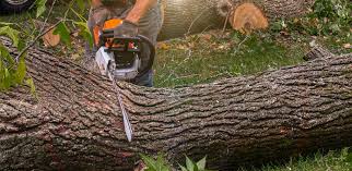 Best Stump Grinding and Removal  in Littleton, CO
