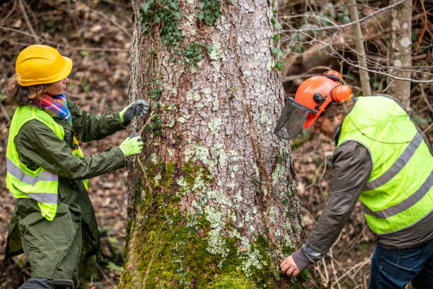 Best Tree Trimming and Pruning  in Littleton, CO